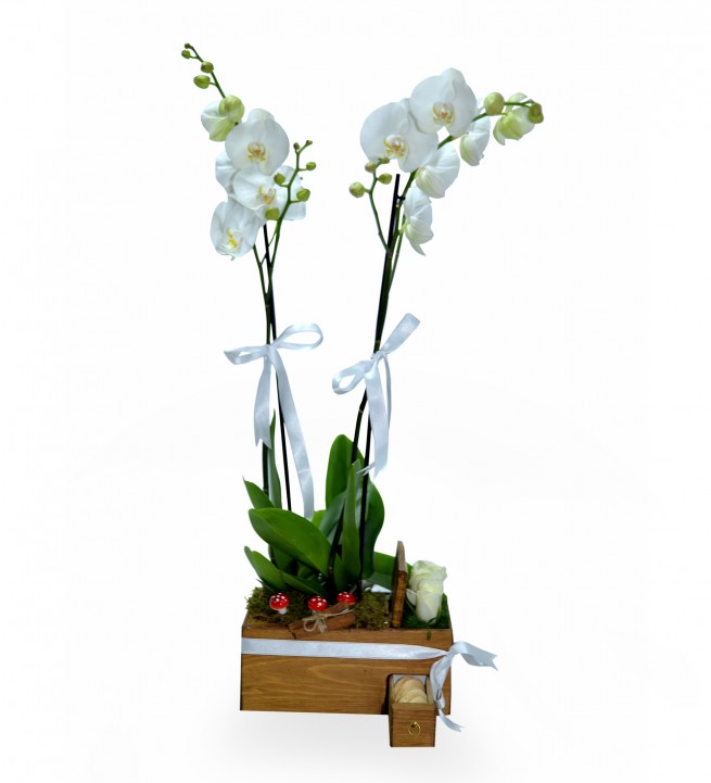 Ahşapta Çift Dal Beyaz Orkide Beyaz Gül Ve Makaronlar