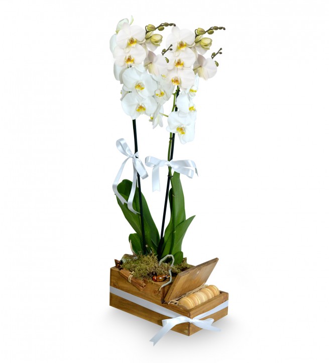 Ahşapta Çift Dal Beyaz Orkide Ve Makaronlar