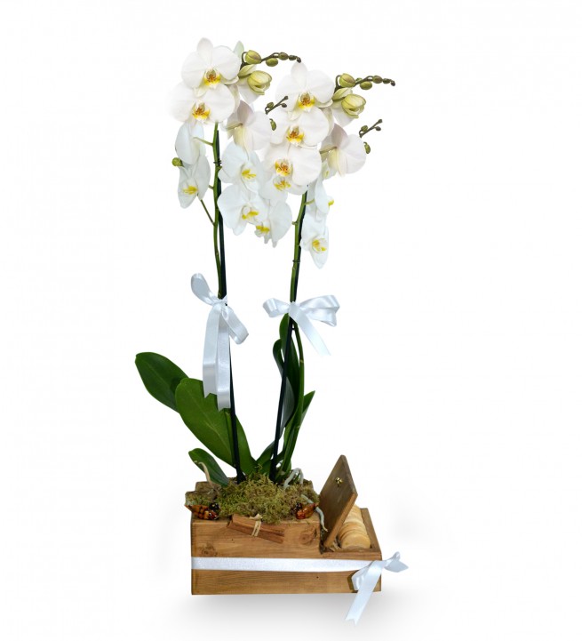 Ahşapta Çift Dal Beyaz Orkide Ve Makaronlar