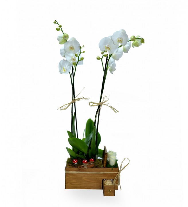  Ahşapta Çift Dal Beyaz Orkide Beyaz Güller Ve Makaronlar