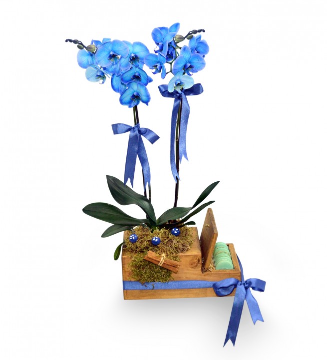 Ahşapta Çift Dal Mavi Orkide Ve Makaronlar