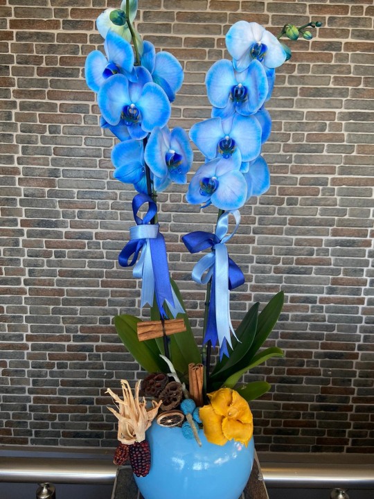 Seramik Mavi Saksıda Çift Dal Mavi Orkide
