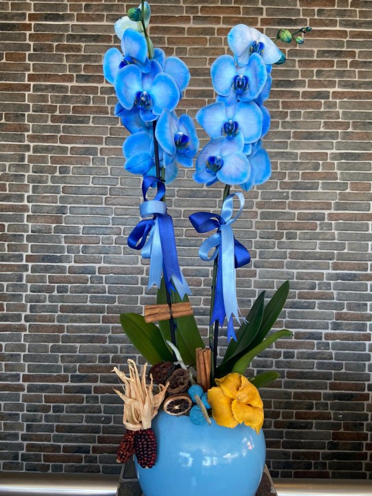 Seramik Mavi Saksıda Çift Dal Mavi Orkide
