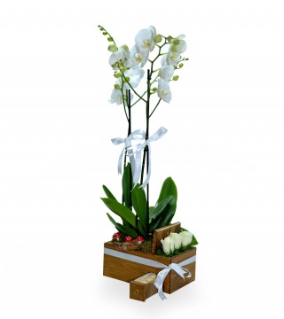Ahşapta Çift Dal Beyaz Orkide Beyaz Gül Ve Makaronlar-Orkideler