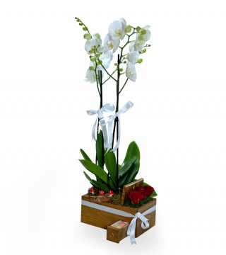 Ahşapta Çift Dal Beyaz Orkide Kırmızı Güller Ve Makaronlar-Orkideler