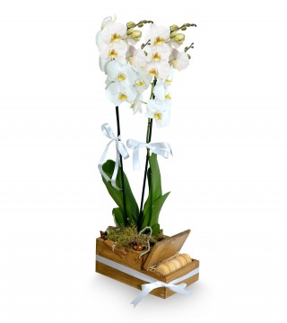 Ahşapta Çift Dal Beyaz Orkide Ve Makaronlar-Orkideler