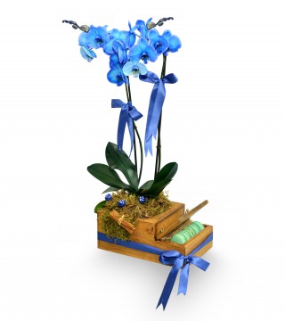 Ahşapta Çift Dal Mavi Orkide Ve Makaronlar-Orkideler