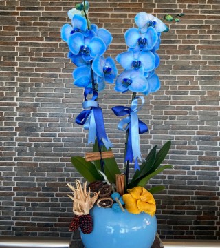 Seramik Mavi Saksıda Çift Dal Mavi Orkide-Orkideler
